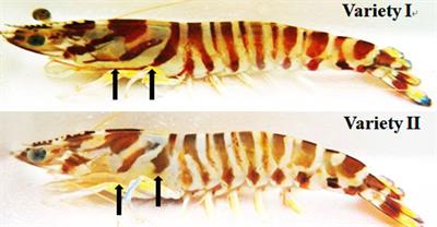 Transcriptome analysis provides insights into the mechanism of carapace stripe formation in two closely related Marsupenaeus species